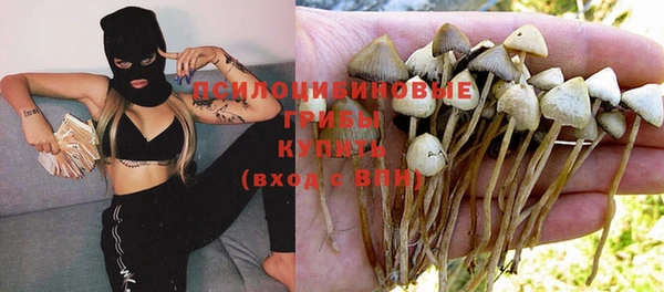 прущие грибы Алзамай